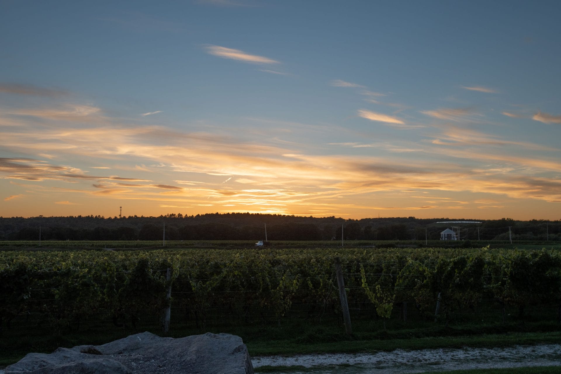 sunset in the vineyard